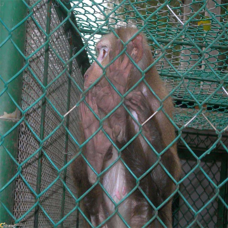上海動物園圍欄網(wǎng)圖片1