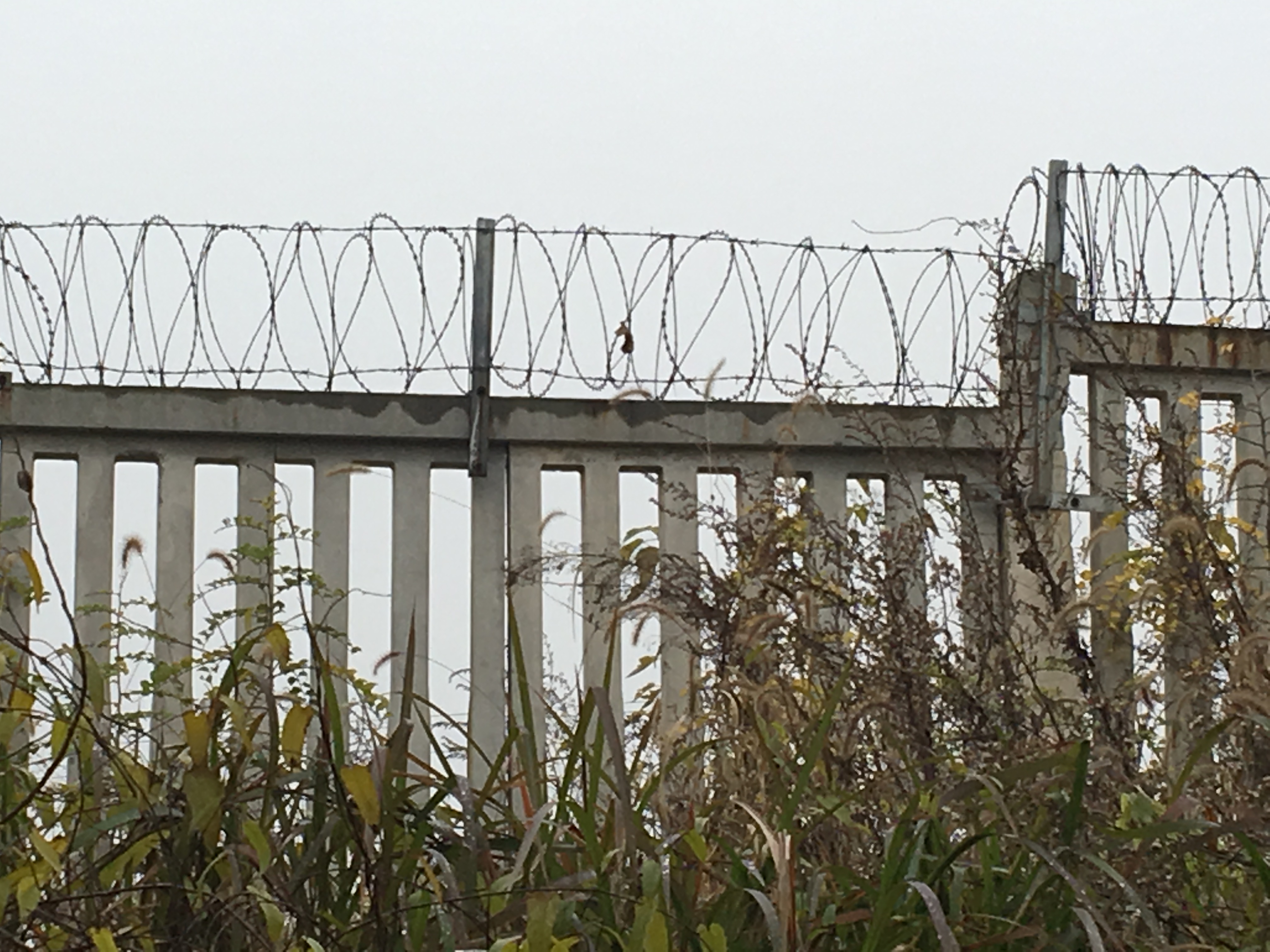 蛇腹式刀刺網(wǎng)鋼網(wǎng)墻圖片1